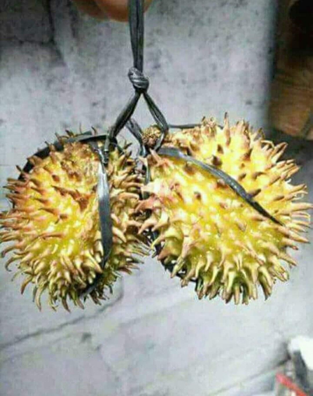 Gambar Durian Lucu Gokil