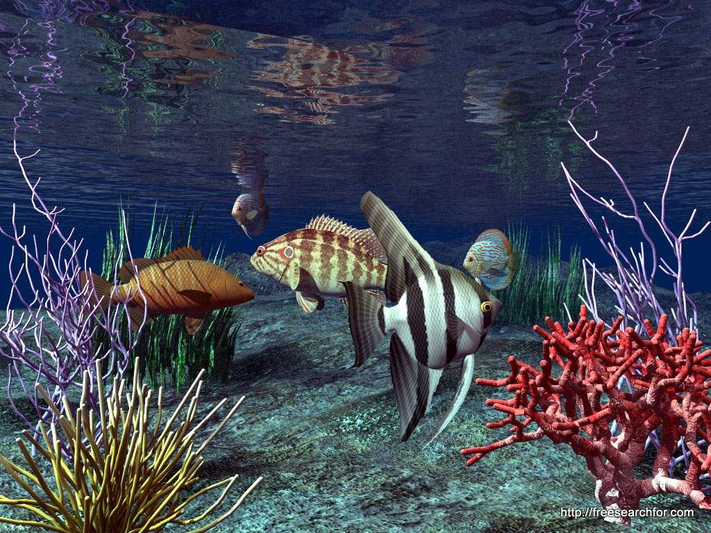 Desktop Aquarium 3d Live Wallpaper Image Num 34
