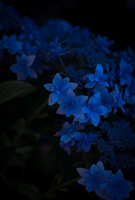 Dark Blue Wallpaper With Flowers