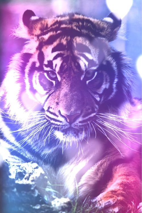 Galaxy Cool Tiger Wallpapers