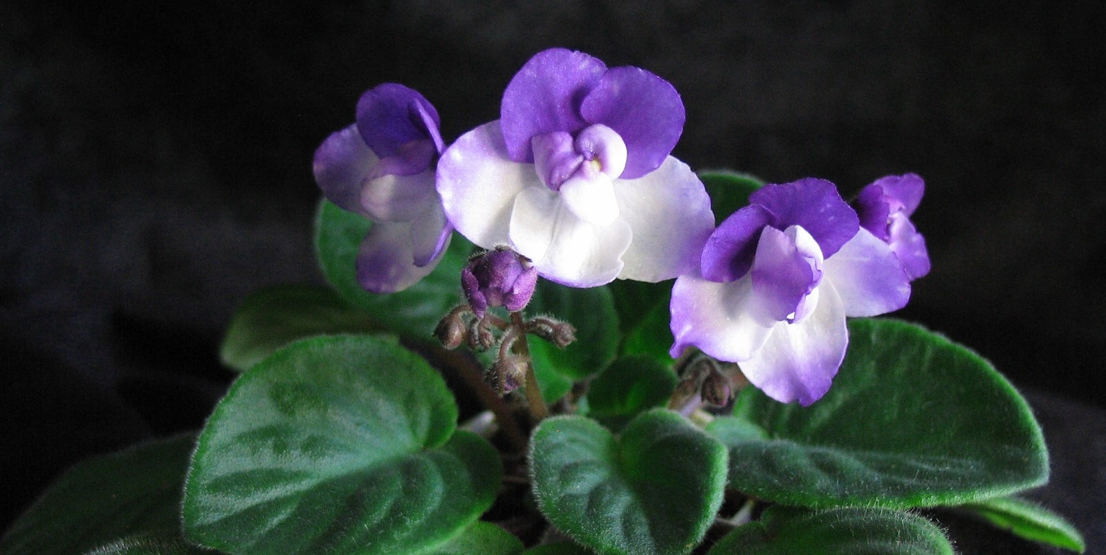 Melodie Kimi 09/15/1994 (Sunnyside/Levy) Single white sticktite pansy/purple-blue top petals, tips. Medium green, plain, quilted, wavy. Standard (Western)