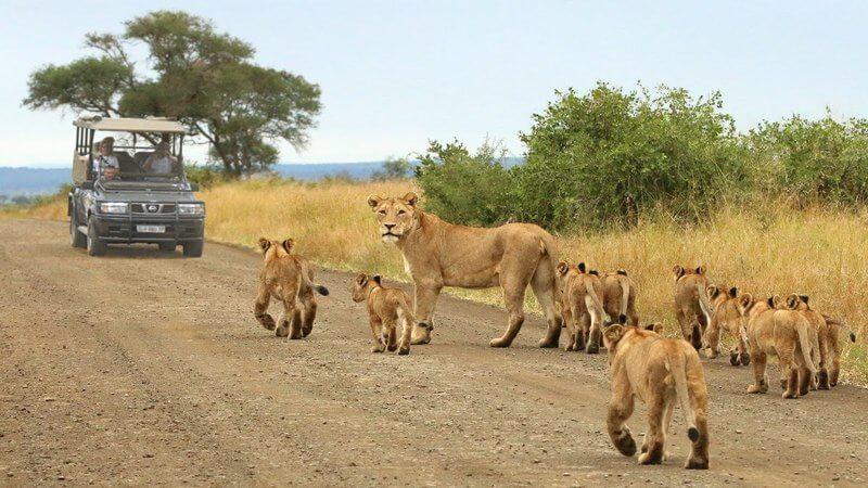 10 Best Cities to Visit in Africa 9 Kruger National Park, South Africa