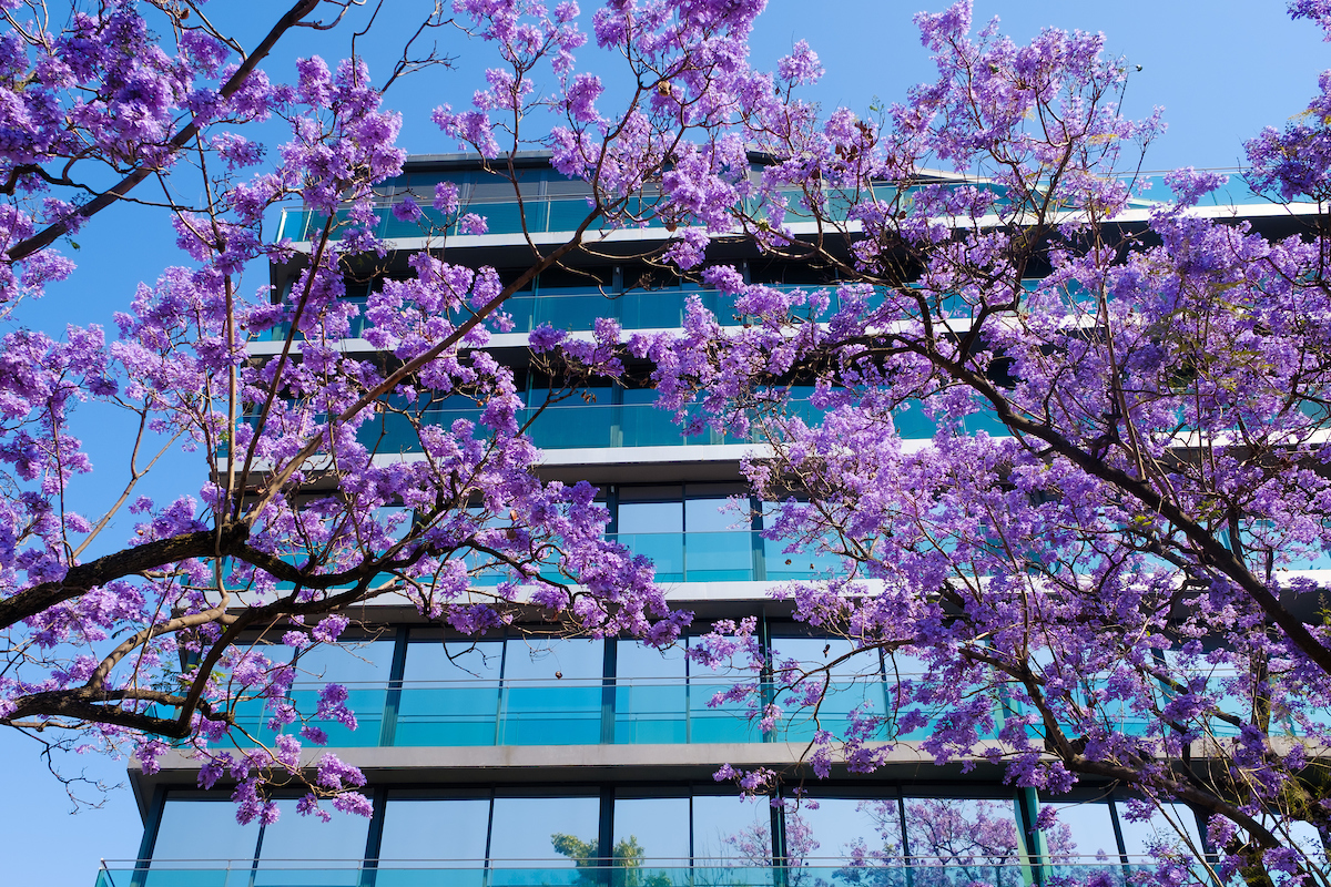 Jacarandás