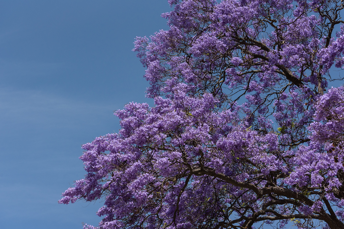 Jacarandás