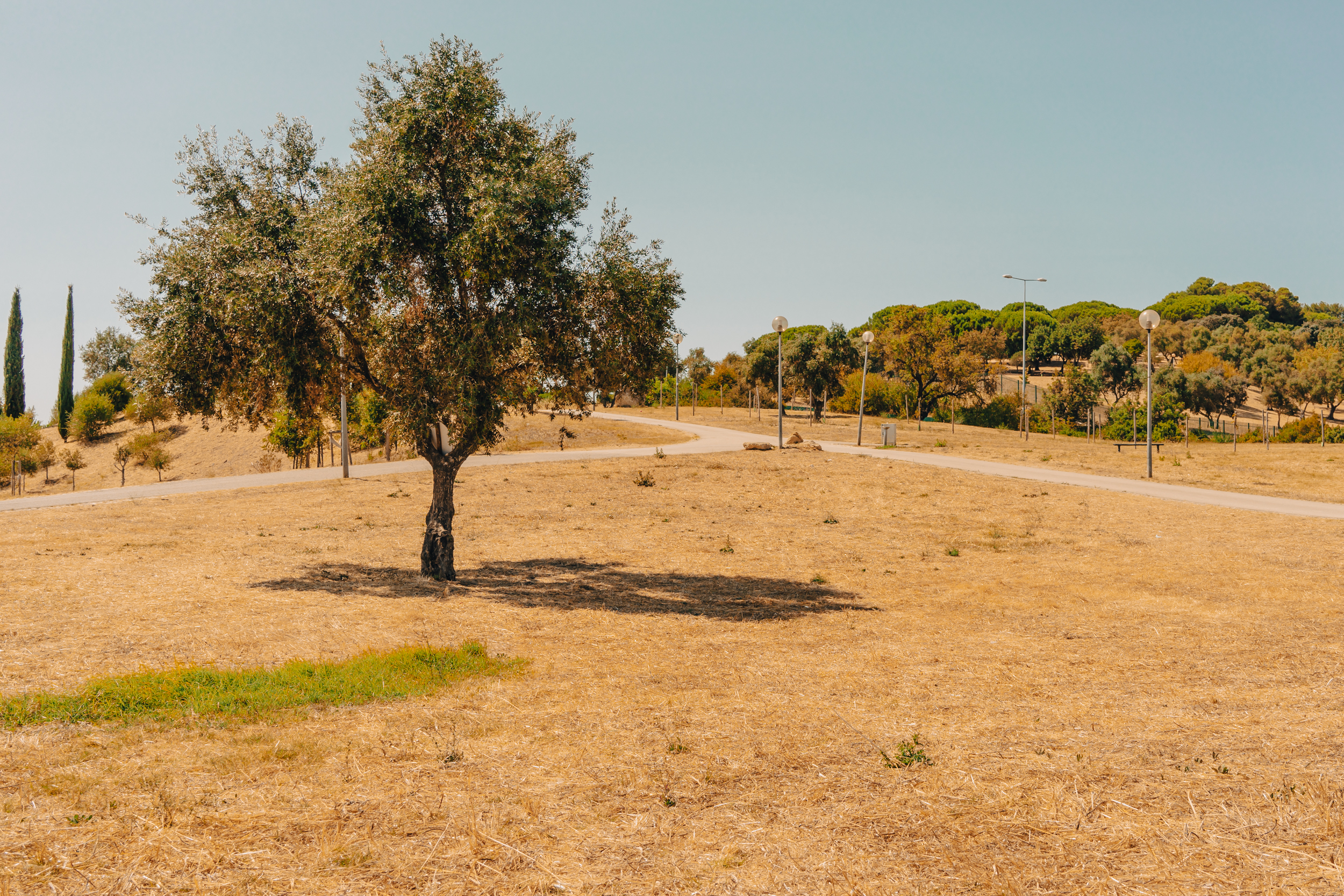 Lisboa não está assim tão verde – e isso pode ser bom