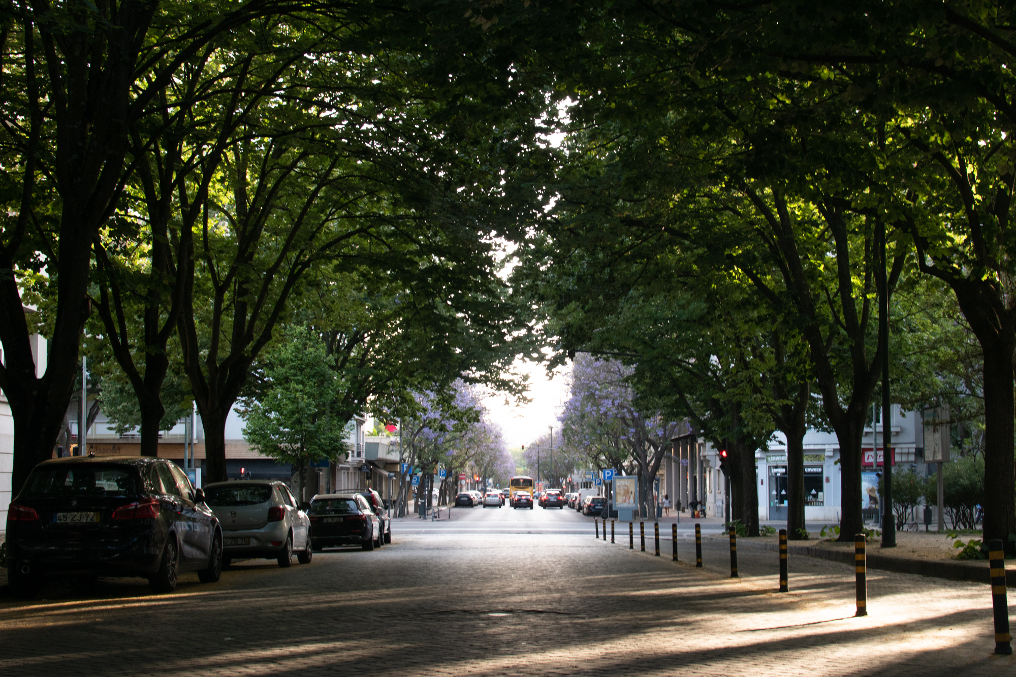 Árvores também sofrem com as ondas de calor: devemos regar as da nossa rua?