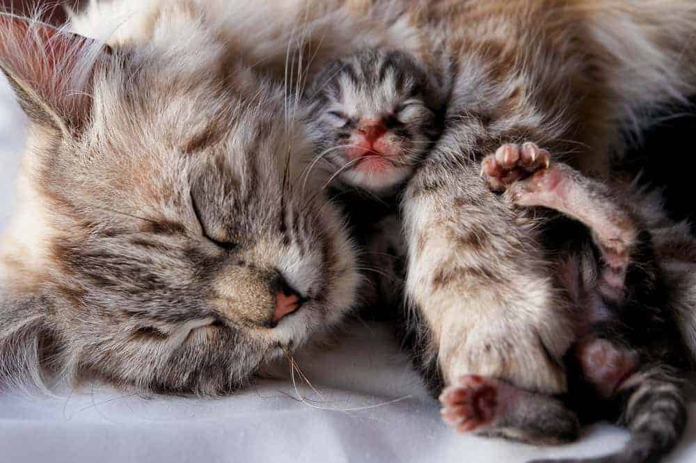 How To Adopt Kittens 10 Kitten Adoption Do S Don Ts