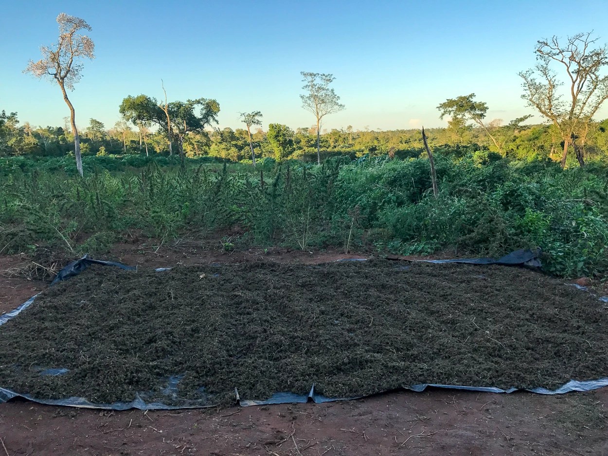 Flores de maconha secando na roça