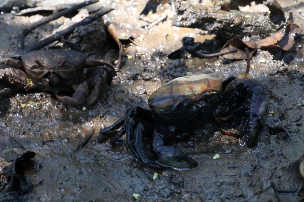 Na imagem, caranguejos mortos aparecem cobertos de petróleo