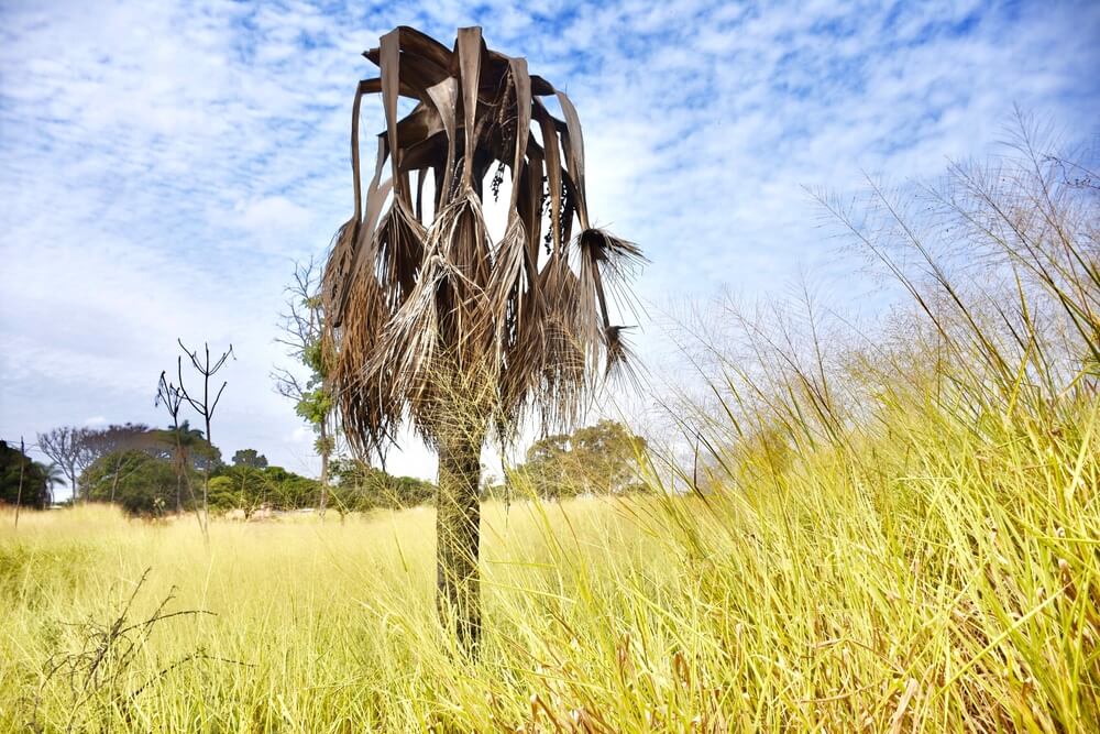 Toco de árvore seca demonstra aridez do cerrado mineiro.