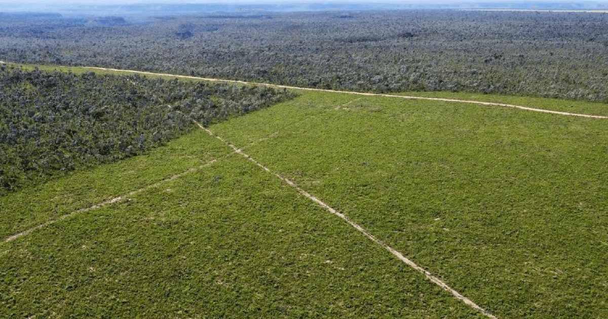 Área de floresta desmatada.