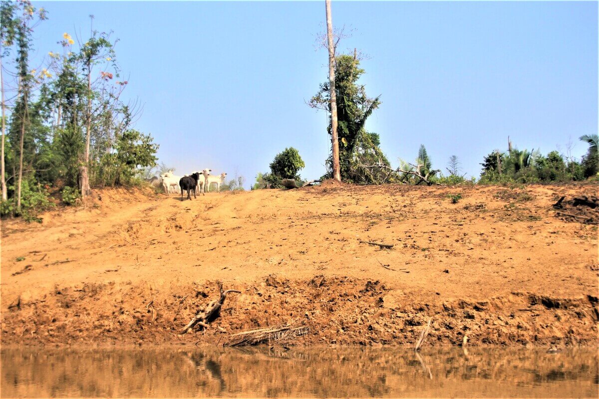 Bois em fazenda ilegal na Resex Jaci-Paraná, à beira do rio de mesmo nome