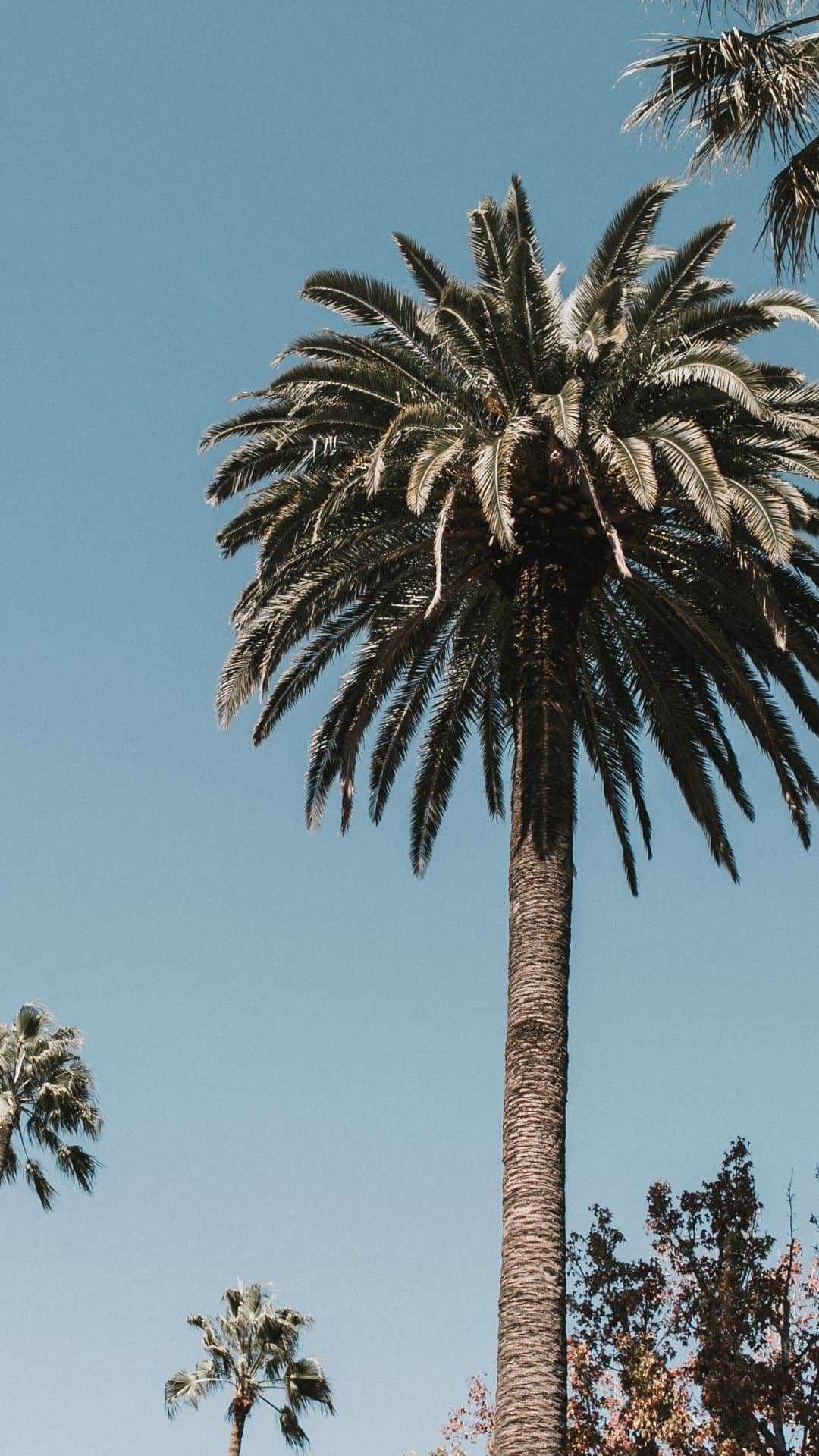 100 Summer Iphone Wallpapers That You Have To See Artist Hue