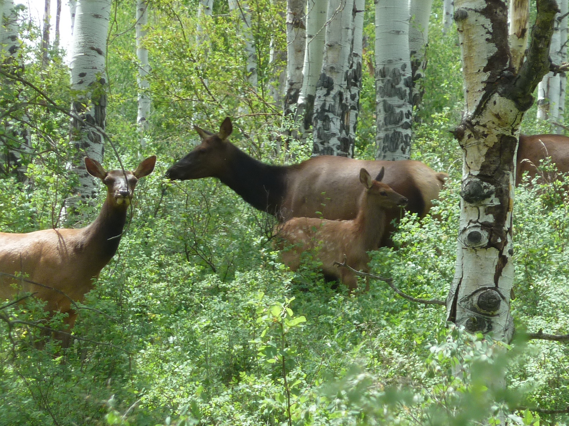 Habitat growth fosters wildlife use at North Star, study shows