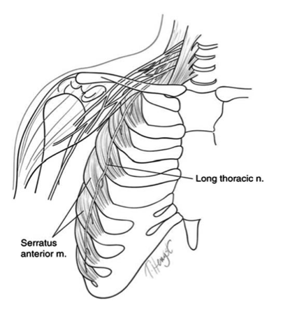 Long Thoracic Nerve B Reddy Org