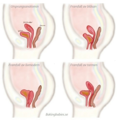 Framfall Och Sex Bakingbabies