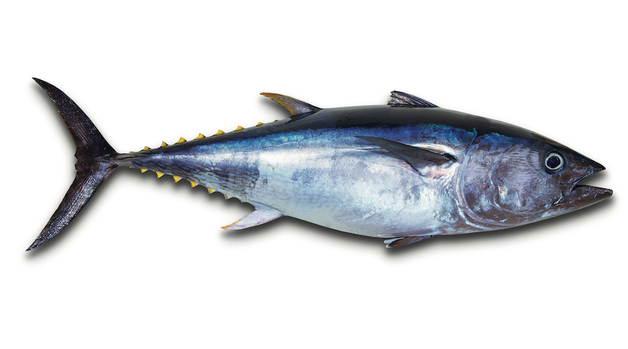 Tonno Rosso Se Lo Peschi Devi Rilasciarlo Ecco Come Riconoscerlo