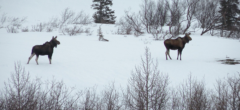 Moose roaming across a snowy landscape