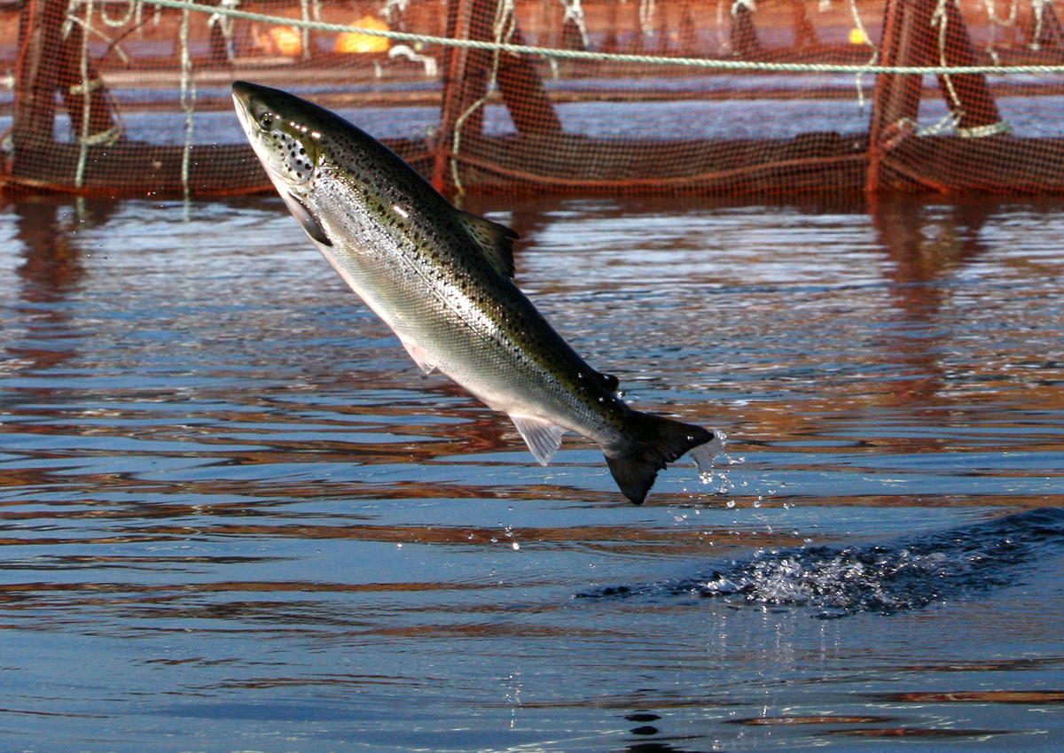 Algae bloom kills salmon at Maine aquaculture site
