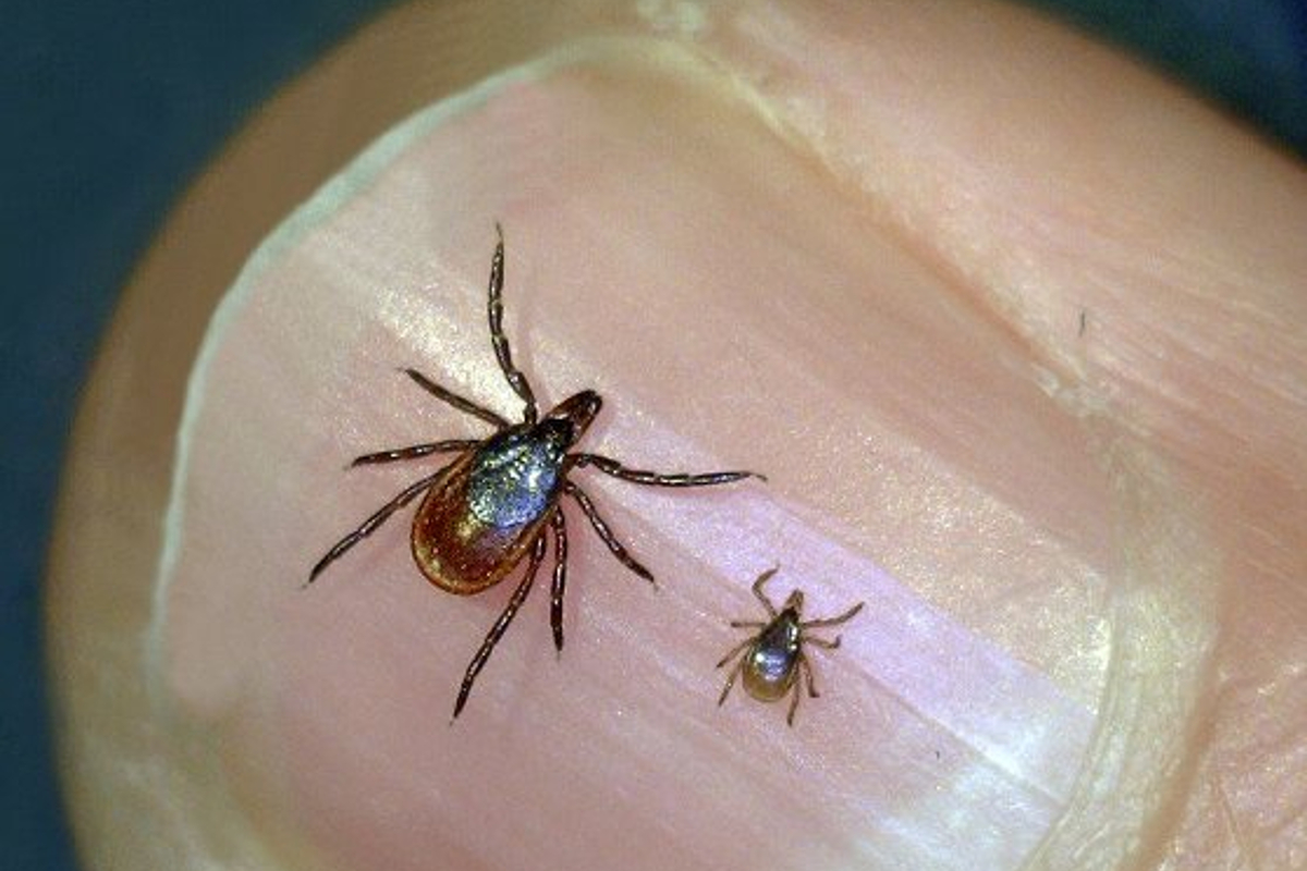 Tick-borne disease rates are soaring in older Mainers