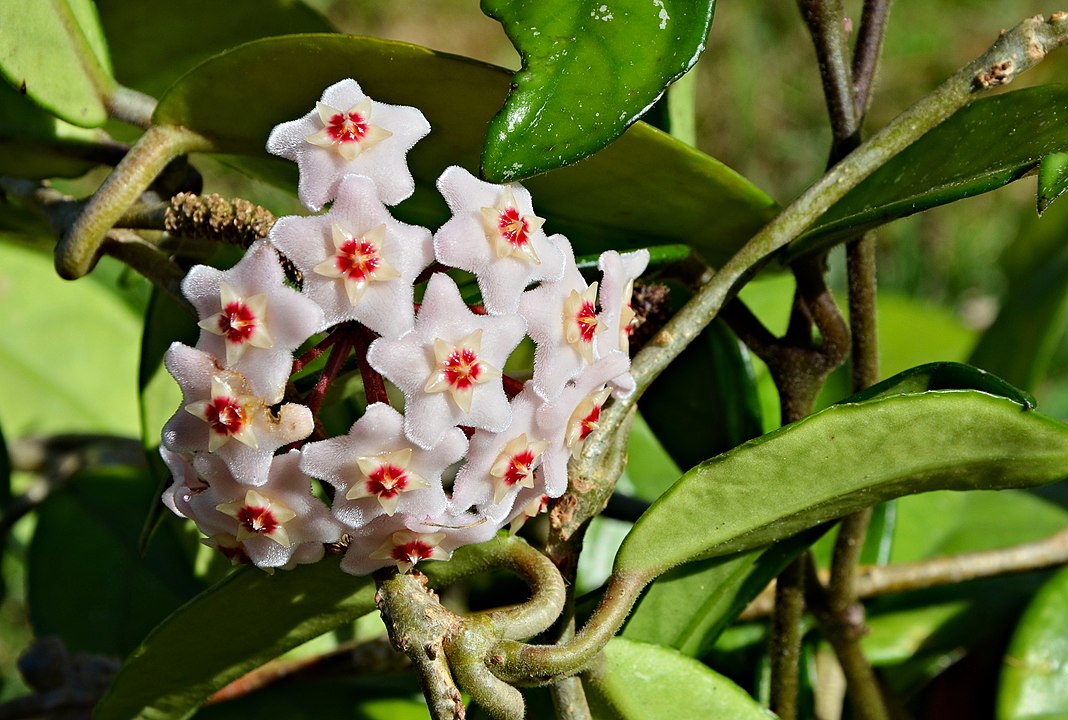 L Hoya La Pianta Con I Fiori Di Cera