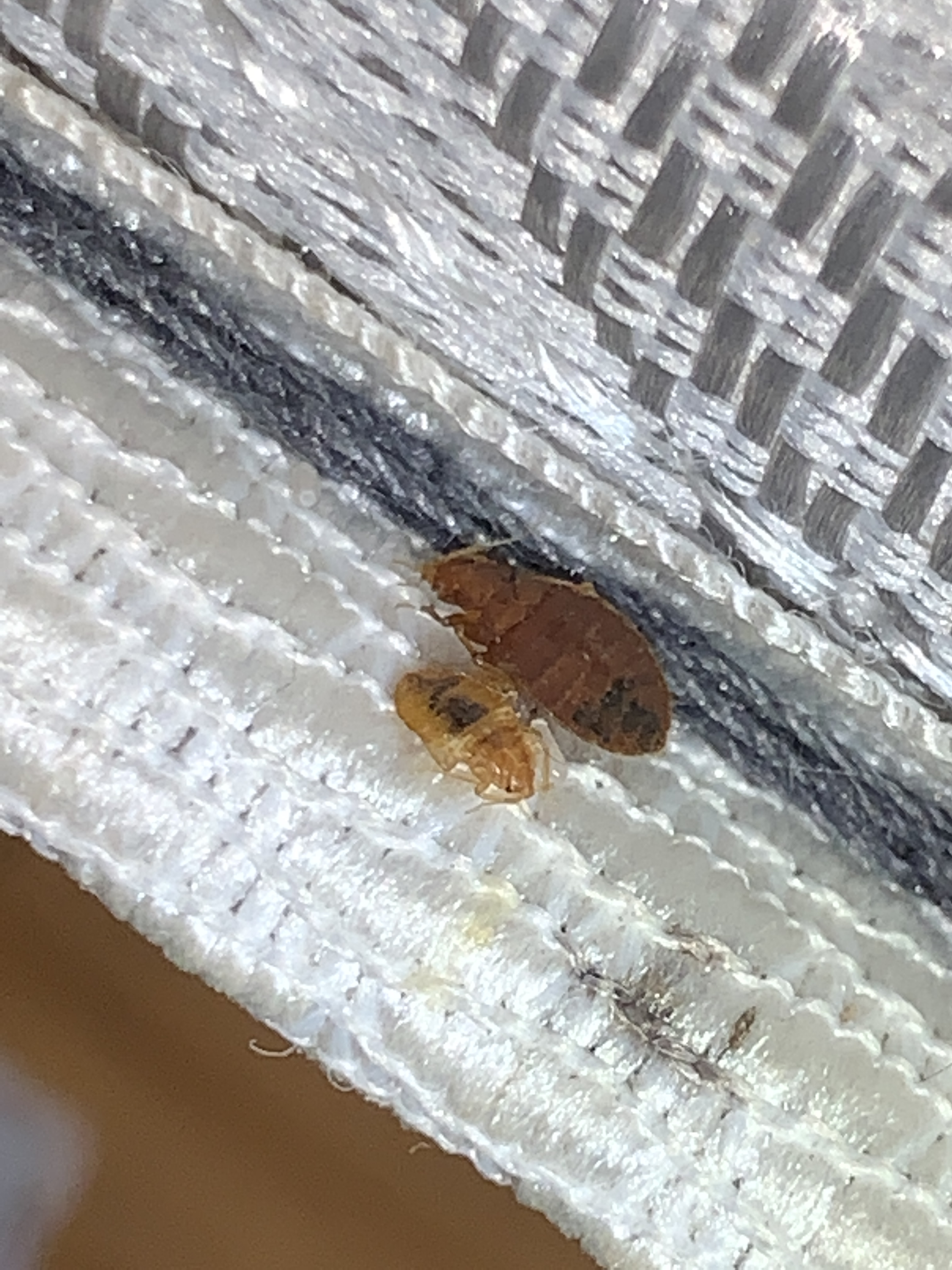 Heat Bed Bug Treatment Owasso Ok Area
