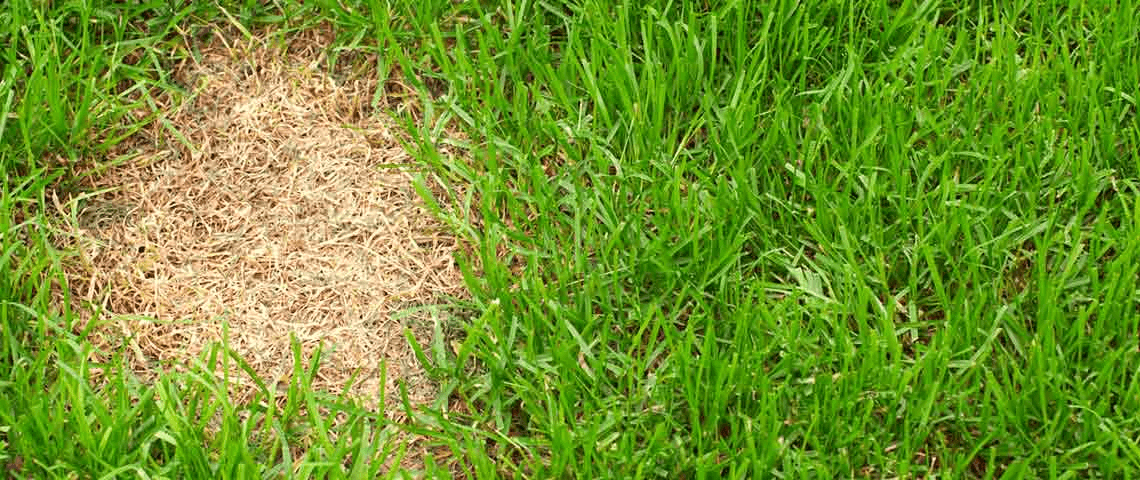 How To Plant Grass Seed In Bare Spots Best Home Gear