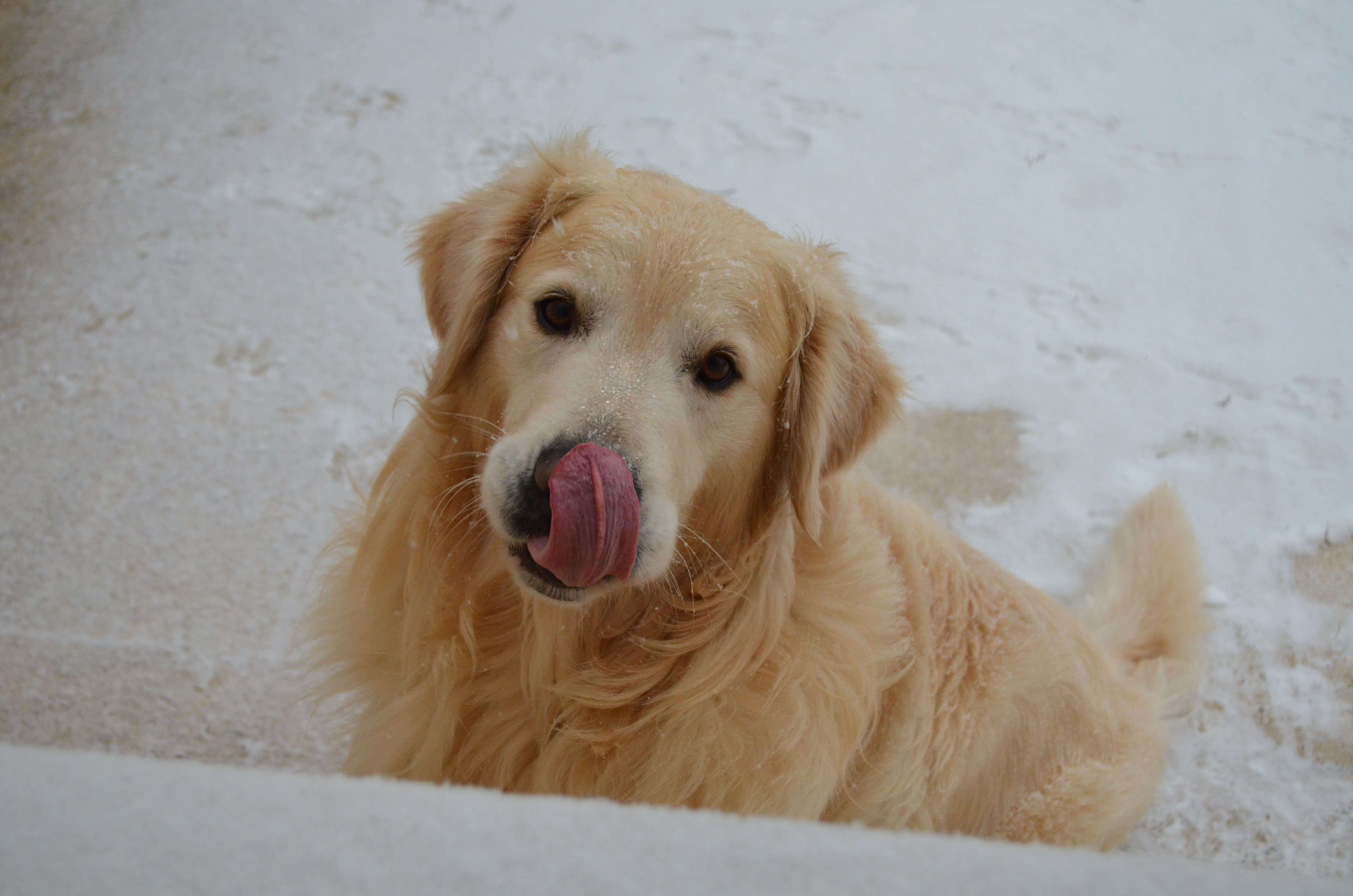 Avoir Un Golden Retriever Mes Essentiels Bien Dans Sa Peau