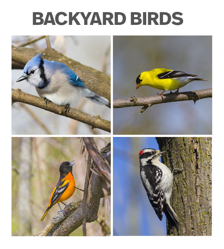 michigan backyard birds