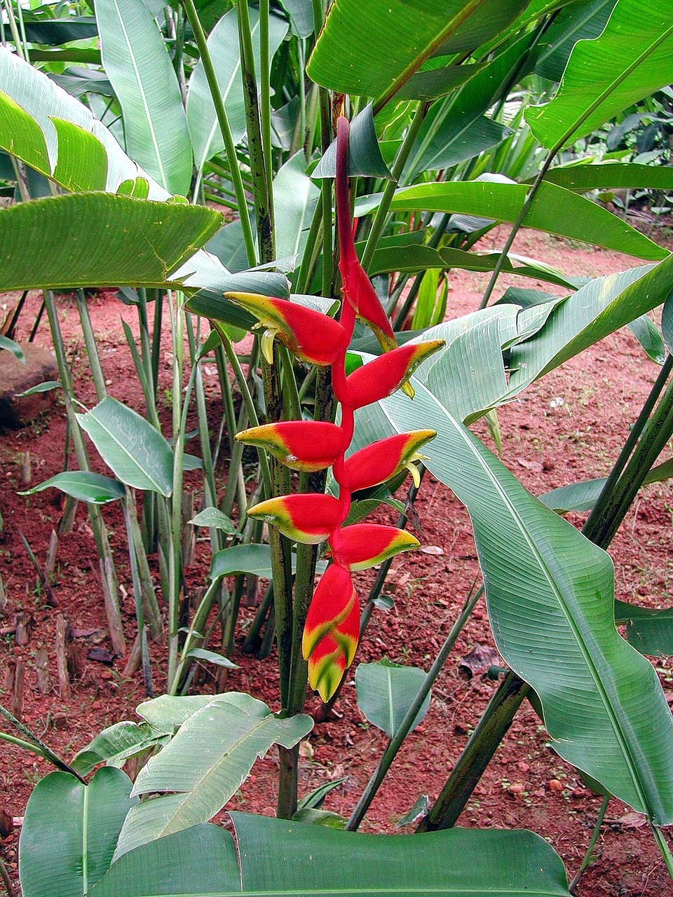 Tout Savoir Sur La Plante Heliconia Blog Travaux Org