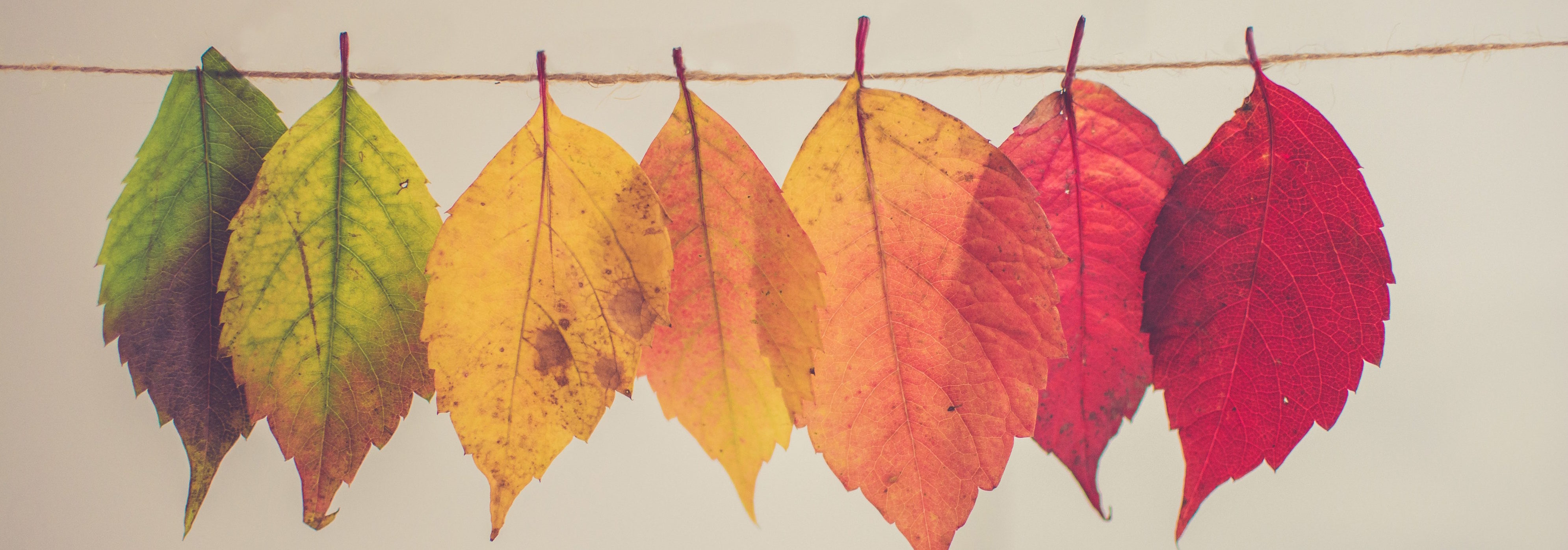 Stay Healthy In Autumn Seasonal Wellness Tips Arogya Holistic Healing