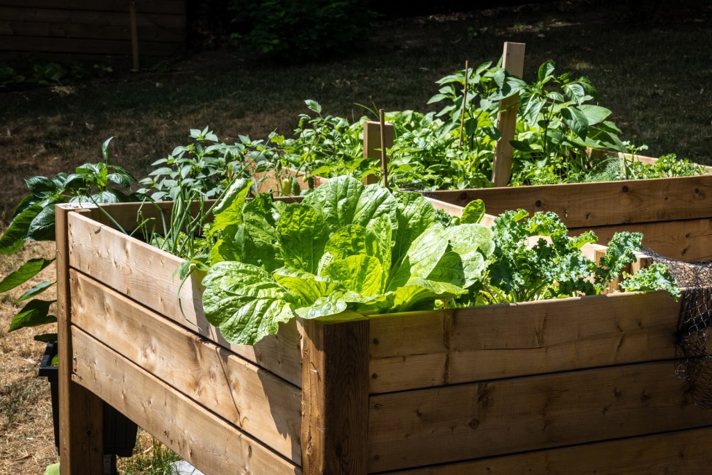 How To Start A Raised Vegetable Garden Top Tips Tricks And Benefits