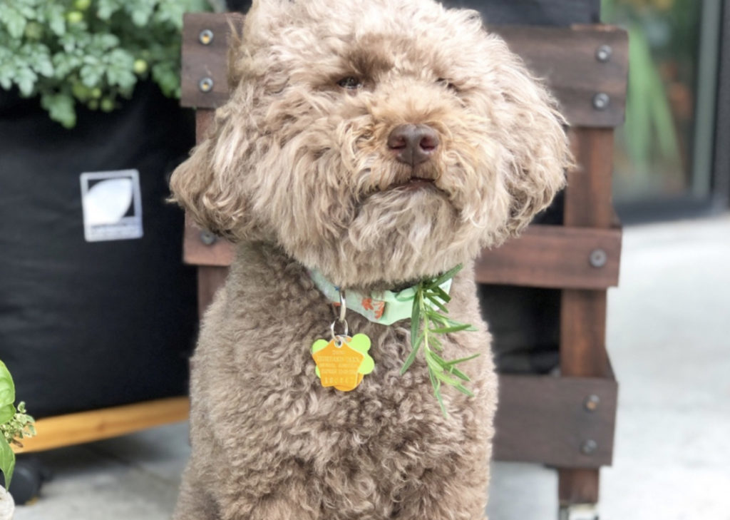 Herbs For Dogs Good Bad Herbs For Your Furry Friend The Sage