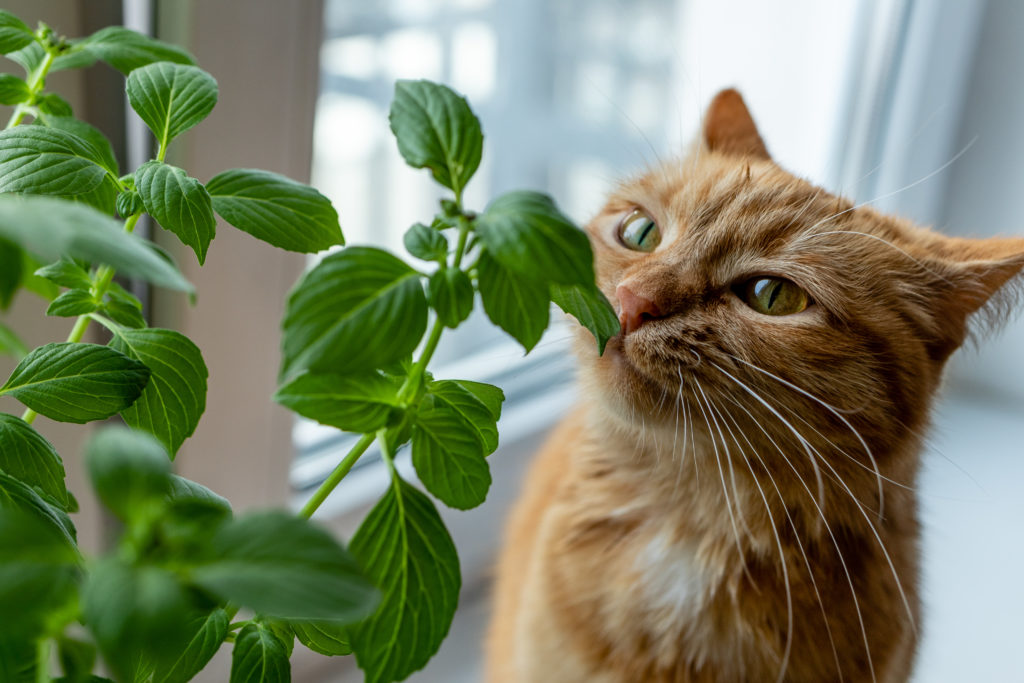 Cats Herbs Good Bad Herbs For Your Furry Friend The Sage