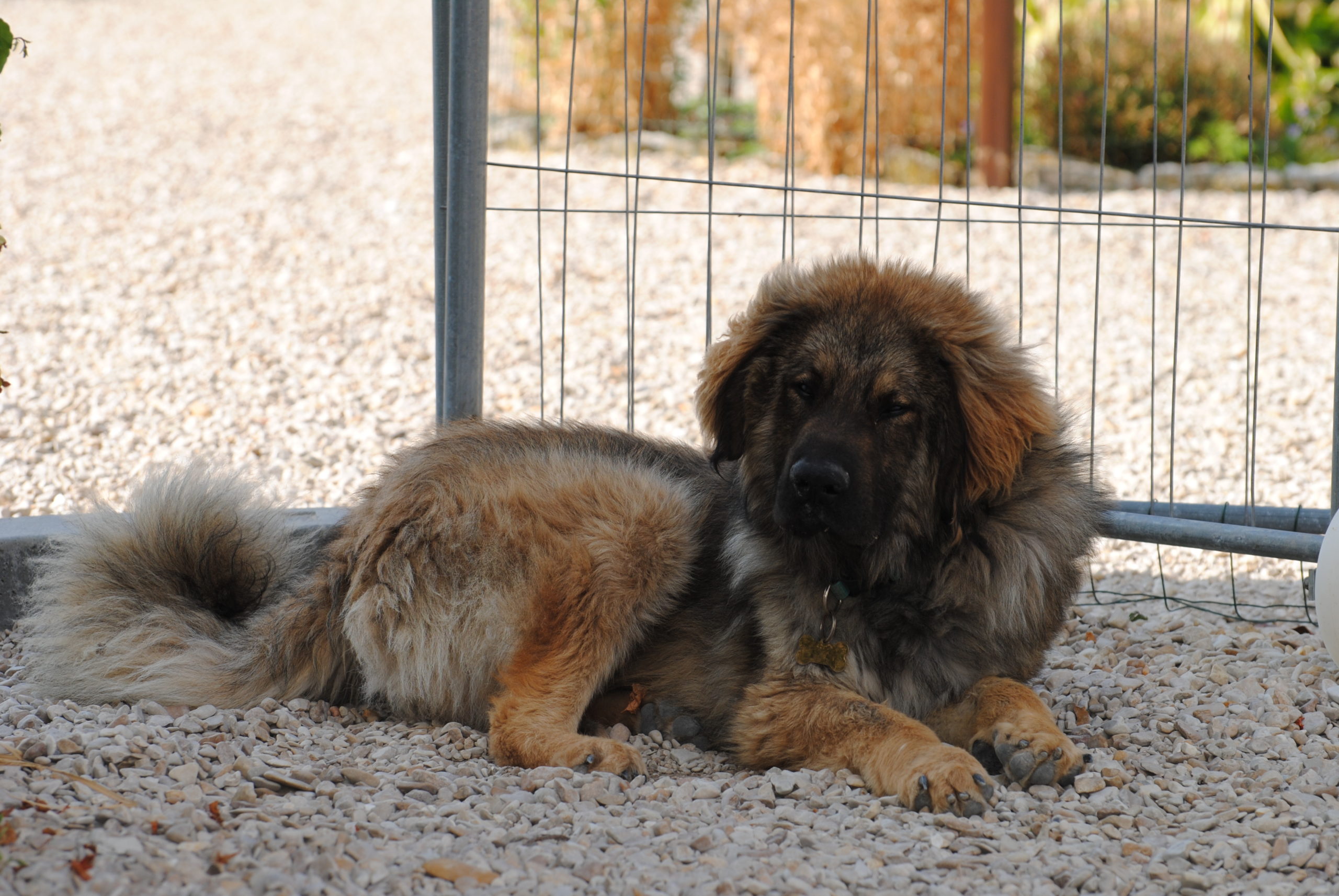 La Maison De Beethoven Un Projet De Cœur Pour Un Chien Qui Le Vaut Bien Appel Aux Dons Aux Idees Et Aux Volontaires Galgos Martyrs