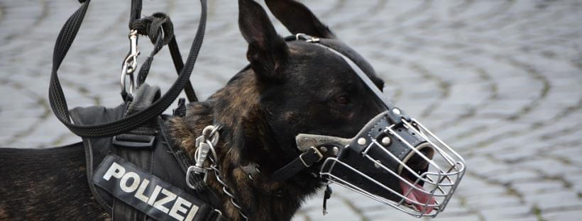 Bozal Para Perros Que Perros Tienen Que Llevar Bozal Mascota Y Salud