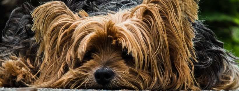 Diarrea En Perros Causas Y Que Hacer Mascota Y Salud