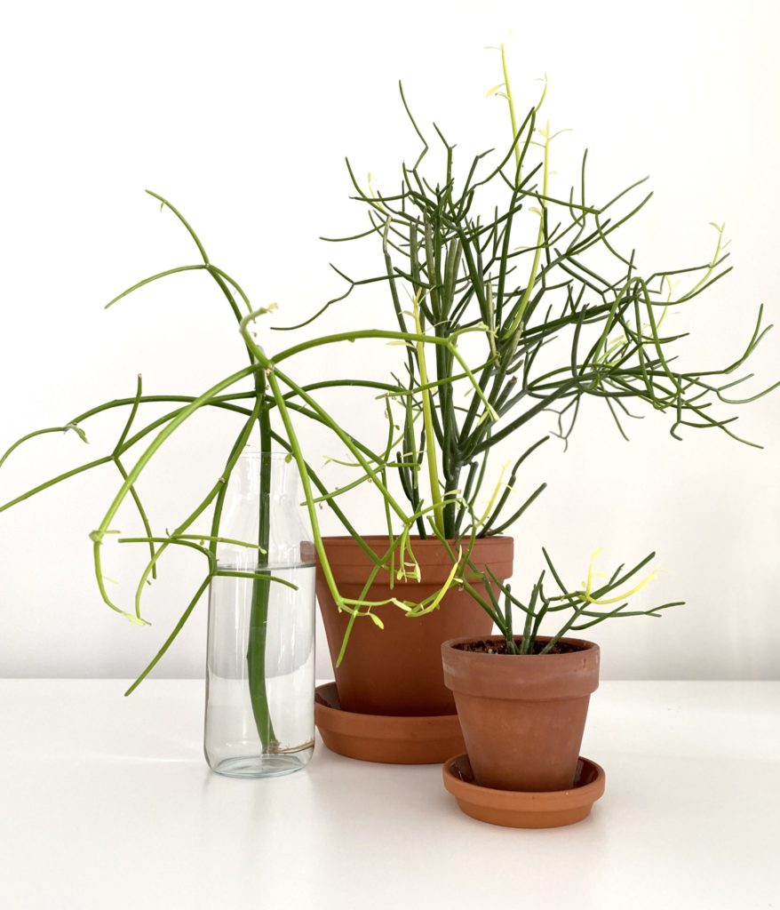 10 Poisonous Indoor Plants Your Children And Pets Should Avoid My Tasteful Space
