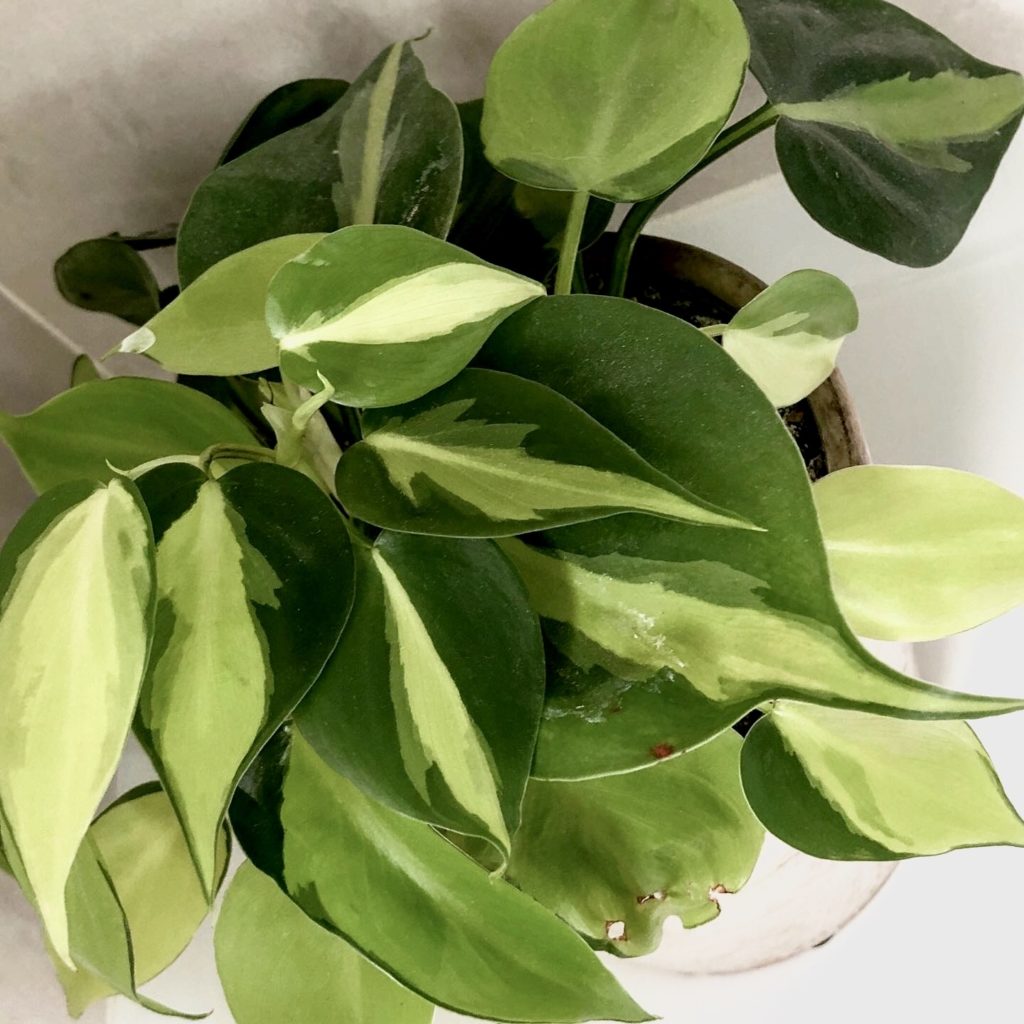 10 Poisonous Indoor Plants Your Children And Pets Should Avoid My Tasteful Space