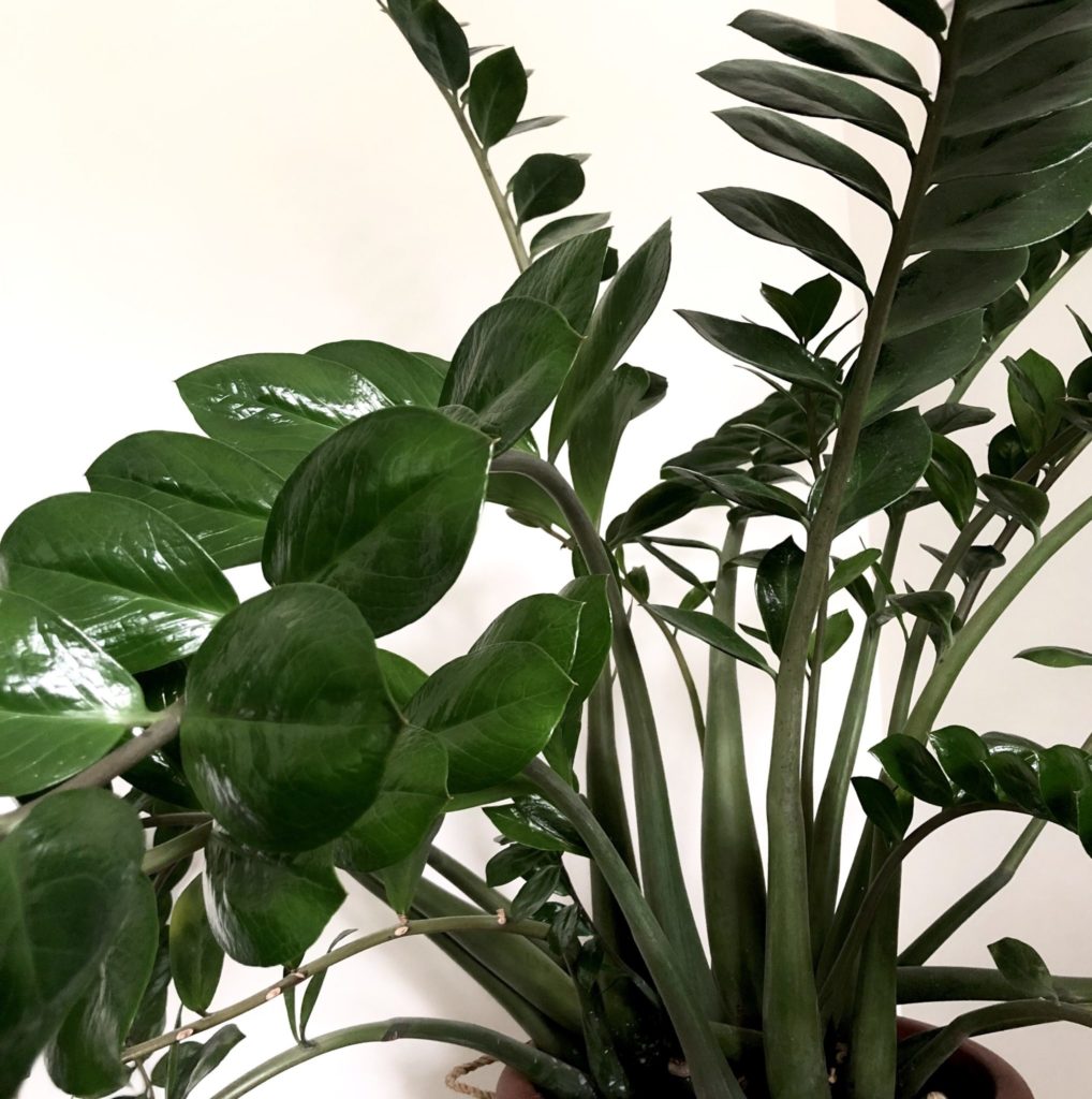 10 Poisonous Indoor Plants Your Children And Pets Should Avoid My Tasteful Space