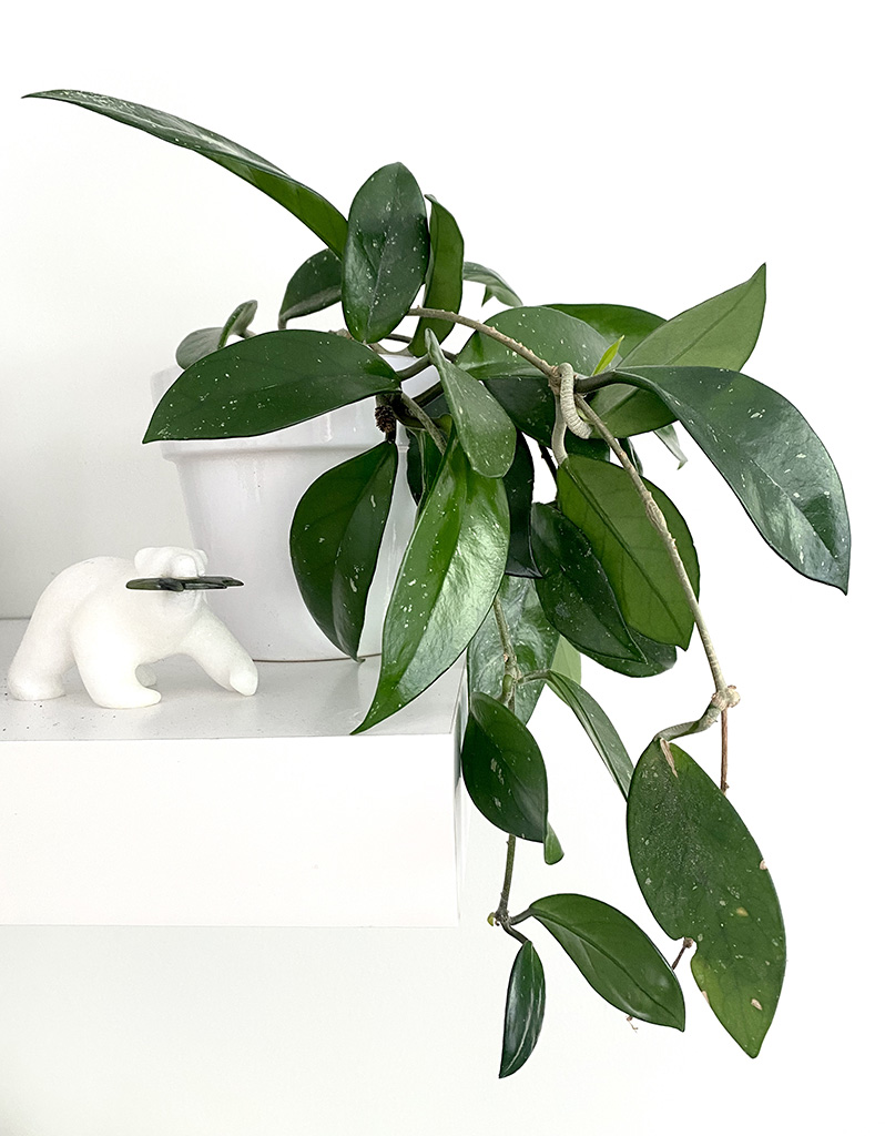 hoya plant care