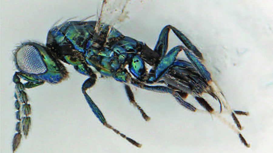 Parasite vs. Invader: New endoparasitoid wasp can save the Dominican Republic economy