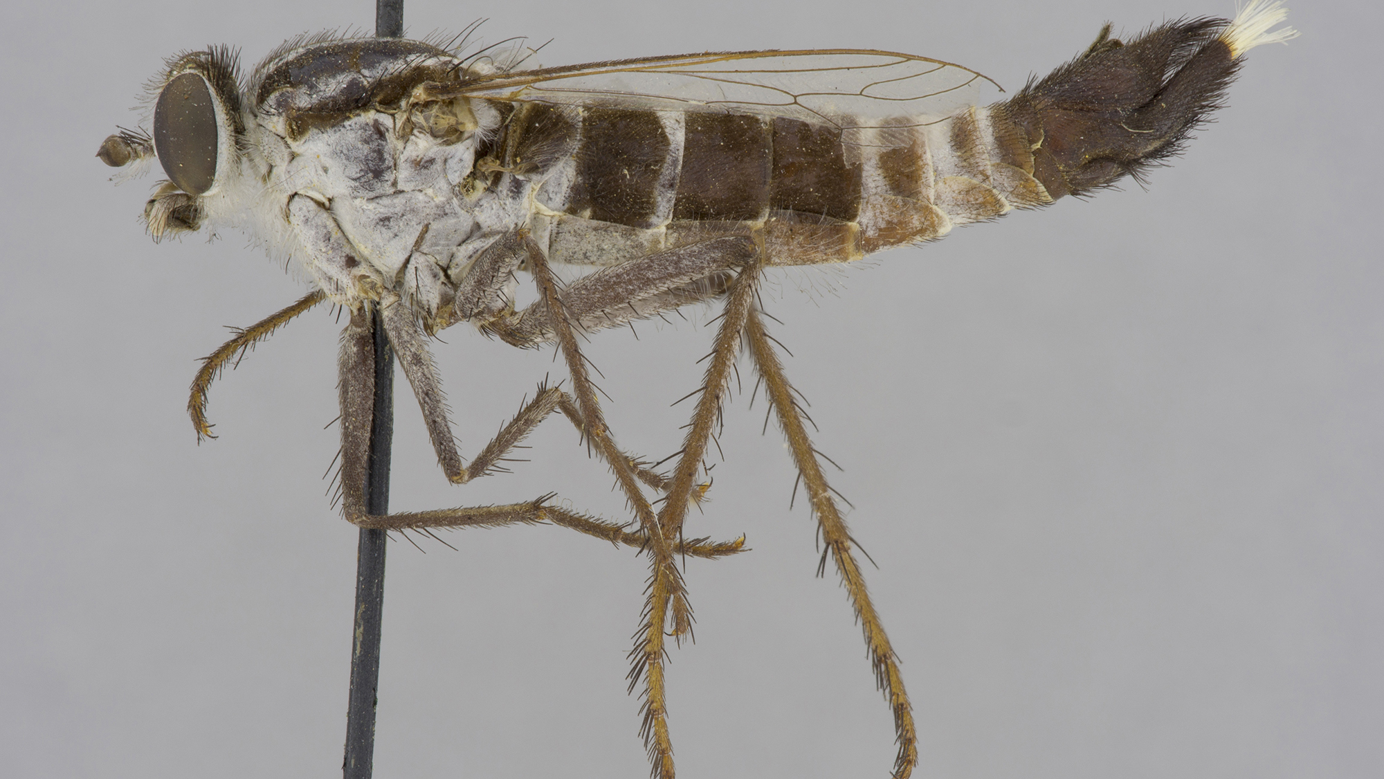 Novel cybercatalog of flower-loving flies suggests the digital future of taxonomy