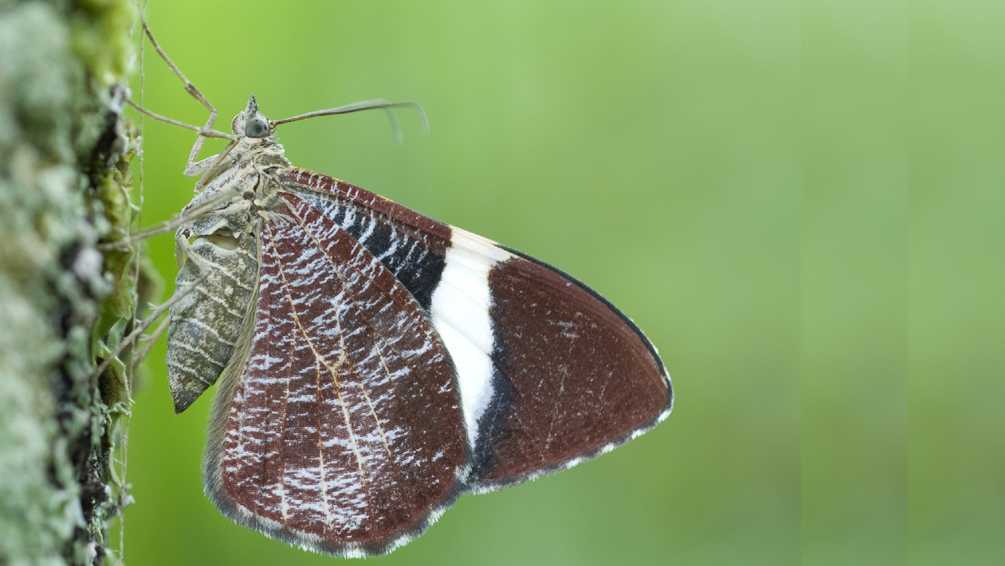 Get to know them faster: Alternative time-efficient way to describe new moth species