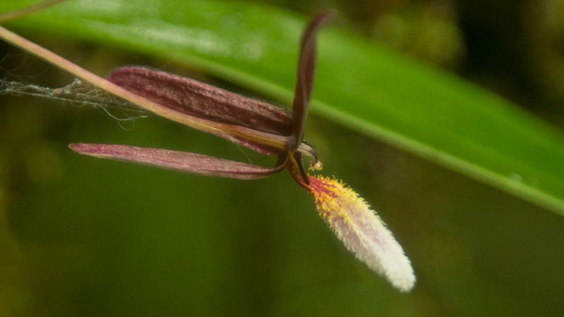15112014-Bulbophyllum leucoglossum_copyright V Droissart IRD (2)