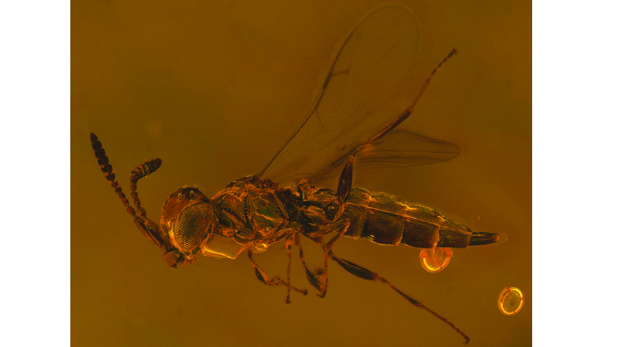 The ‘Star dust’ wasp is a new extinct species named after David Bowie’s alter ego