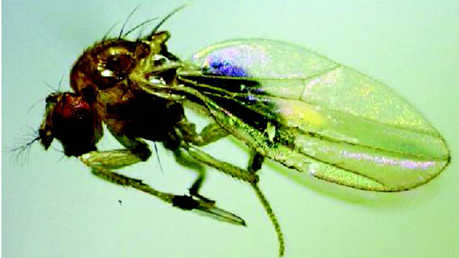 Four new fruit fly species from the Himalaya and information about their flower visitation
