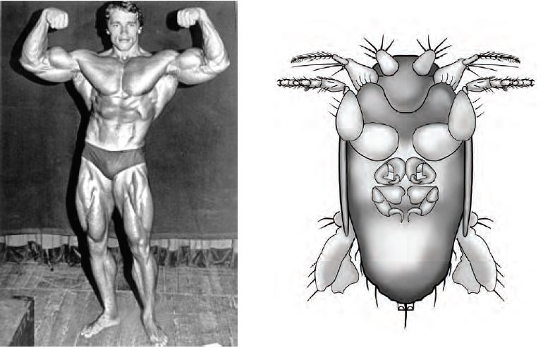 New ‘big-armed fly’ species named after former California governor Arnold Schwarzenegger