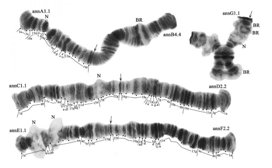 Mosquito populations give a new insight into the role of Caucasus in evolution