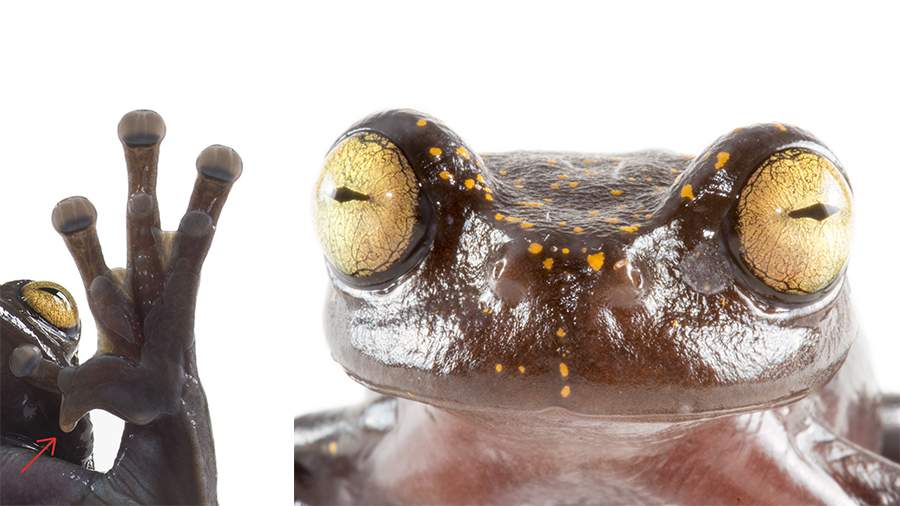 Extraordinary treefrog discovered in the Andes of Ecuador